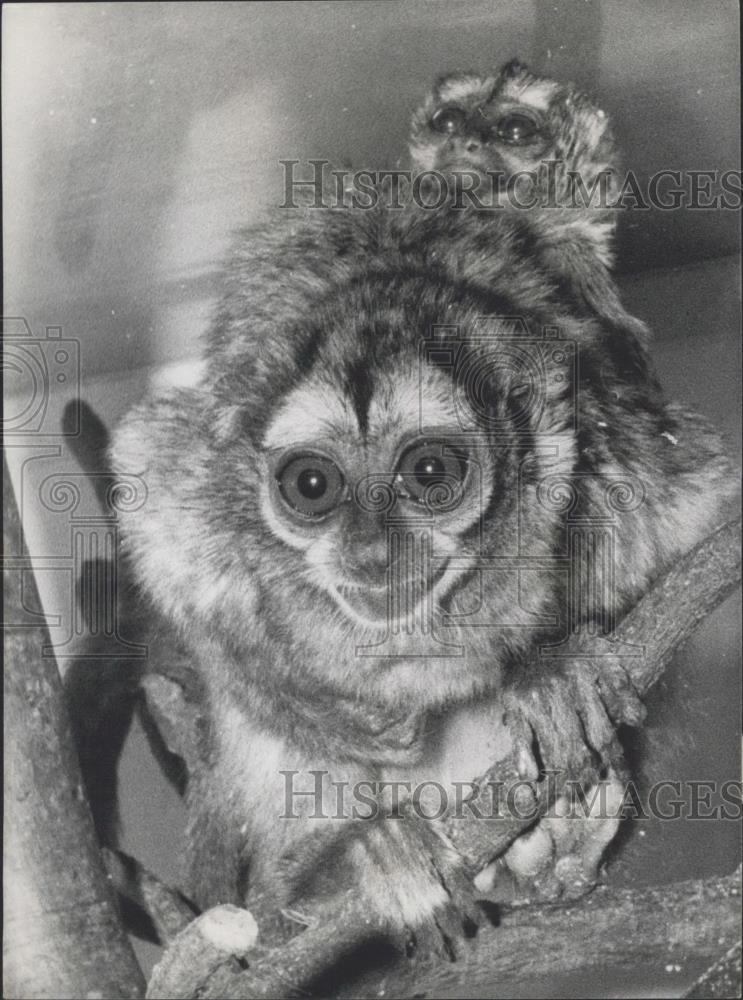 1960 Press Photo feline douroucouli, or South American night ape at London zoo - Historic Images