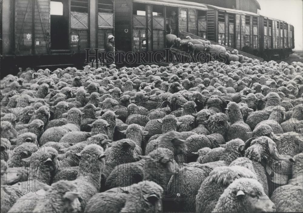 1963 Press Photo 3,000 sheep embarked into the train not far from Grenoble - Historic Images