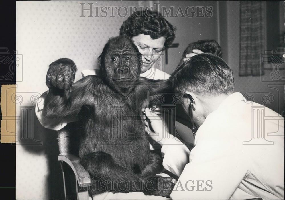1955 Press Photo Influenca In Frankfurt Zoological Garden - Historic Images