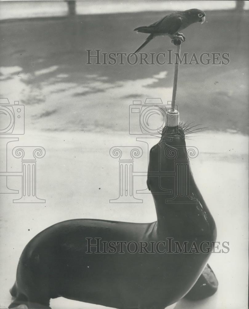 Press Photo Pretty Polly the sealion at Sea World aquarium - Historic Images