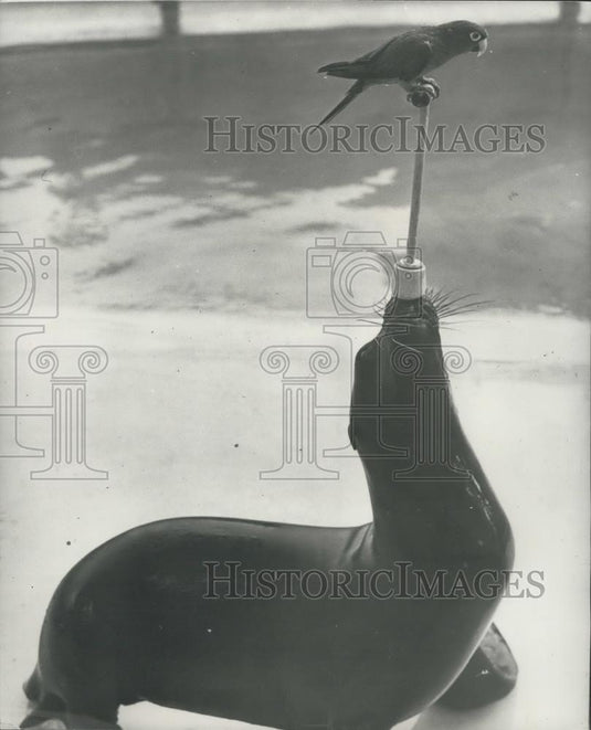 Press Photo Pretty Polly the sealion at Sea World aquarium - Historic Images