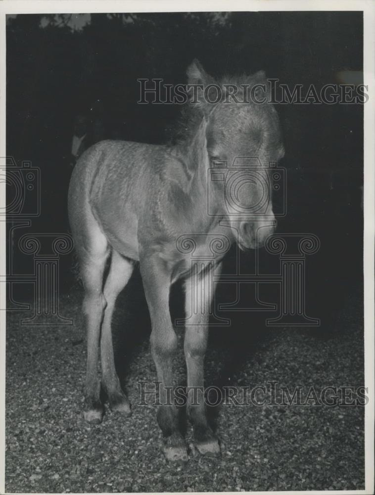 Press Photo The World's Youngest Foal. - Historic Images