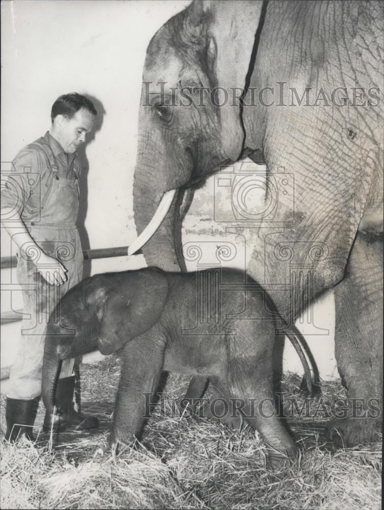 1966 Press Photo Basel. zoo, African elephant and her baby with keeper - Historic Images