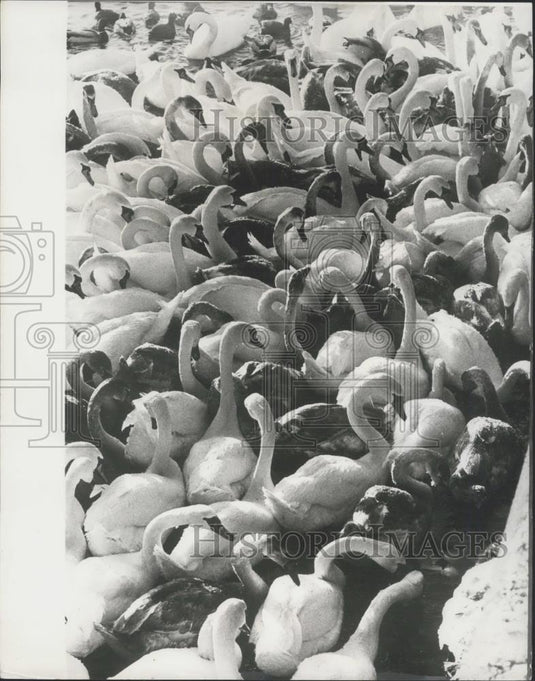 Press Photo During Winter in Stockholm Rudolph Engstrom Feeds City's Birds - Historic Images