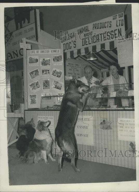 1958 Press Photo Cruft's dog show - Historic Images