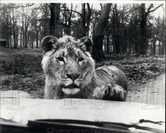 Press Photo Lion Country Safari Lion In Front Of Visitors' Car Palm Beach - Historic Images