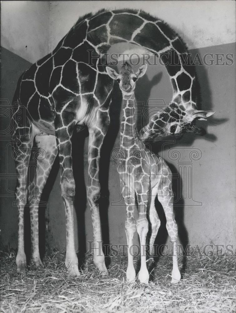 1958 Press Photo Christine and baby Henry - Historic Images