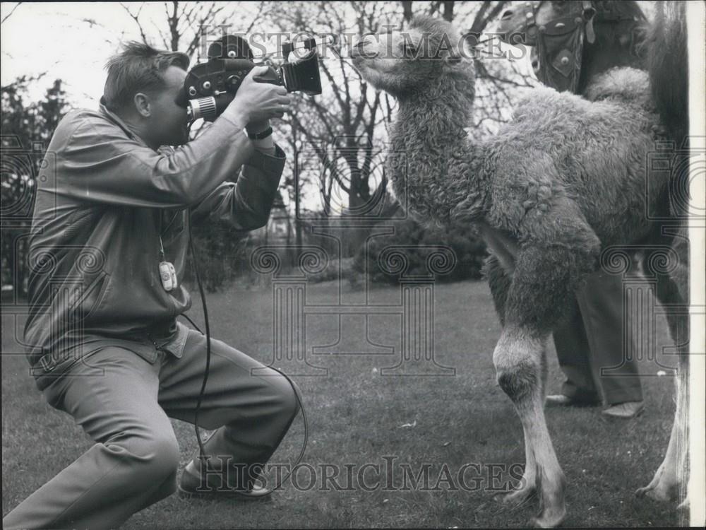 1958 Press Photo three weeks old camel baby Tatjana of the Hamburg zoo - Historic Images