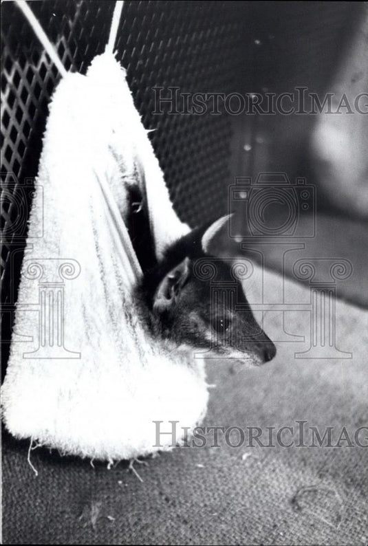 1971 Press Photo Baby Kangaroo Evicted From Mother's Pouch - Historic Images