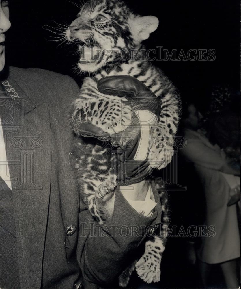 1965 Press Photo London Zoo , baby Jaguar - Historic Images