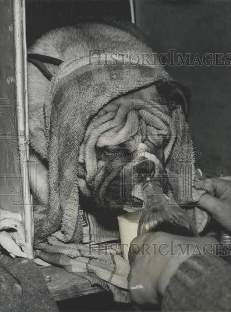 1966 Press Photo Crufts Dog Show at the Olympia - Historic Images