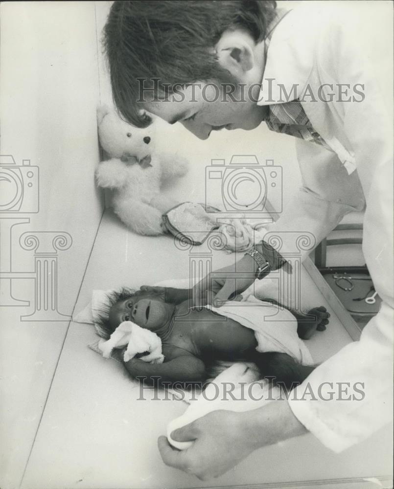 Press Photo Keith Leidler, a research student and baby orangutan - Historic Images