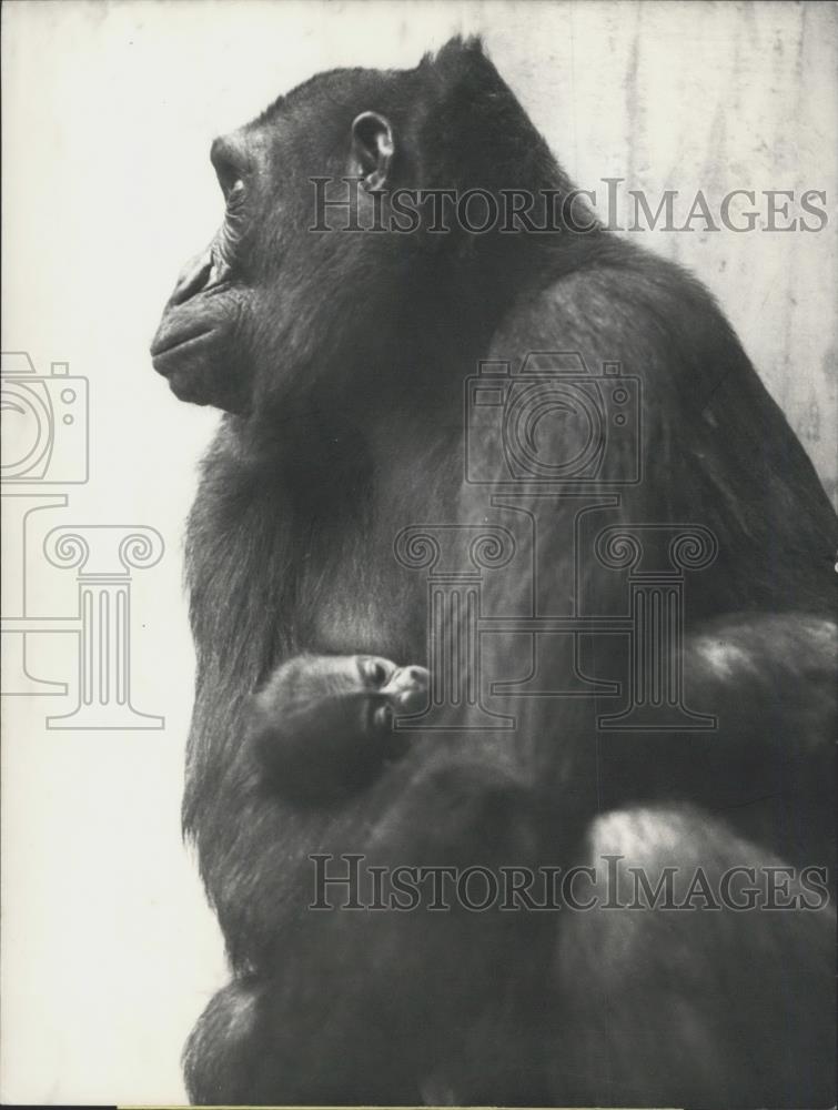 1970 Press Photo Basle Zoo ,Gorilla mother and baby - Historic Images