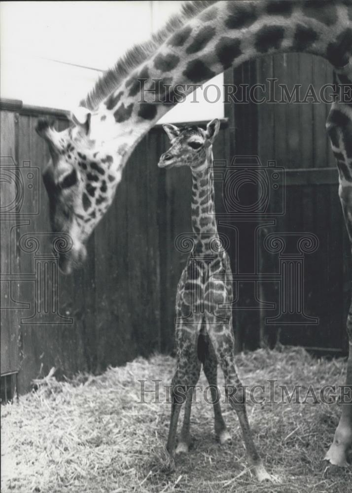 1975 Press Photo Basel Zoo,giraffe baby and mother - Historic Images