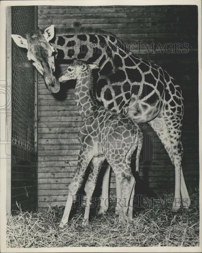 1954 Press Photo Copenhagen Zoo has a brand new baby Giraffe - Historic Images