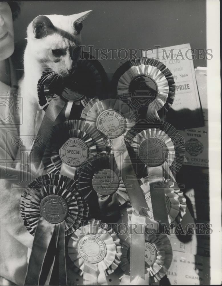 1970 Press Photo Oremier Coco d&#39;Abo at Siamese Cat Club Championship show - Historic Images