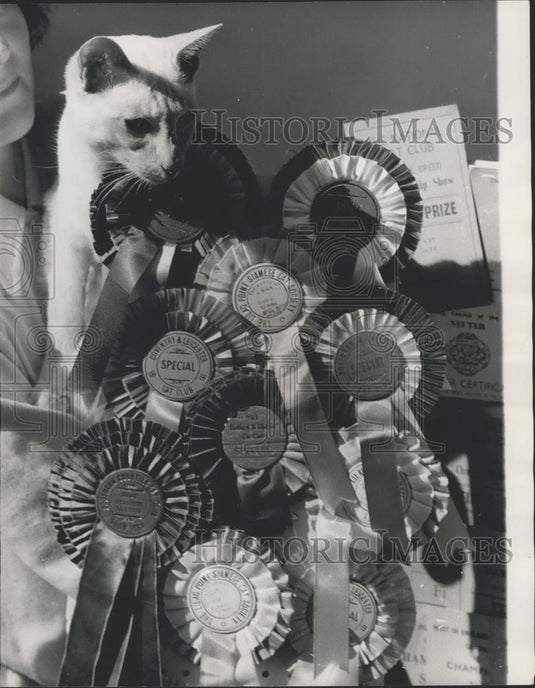 1970 Press Photo Oremier Coco d'Abo at Siamese Cat Club Championship show - Historic Images