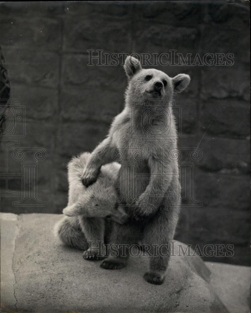 Press Photo Natta and Crowla are moved to the Bear Pit for safety - Historic Images