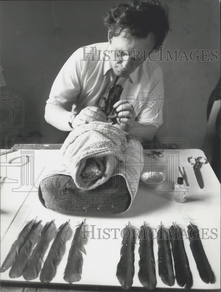 Press Photo Honey Buzzard Operation, Alan Oswald - Historic Images