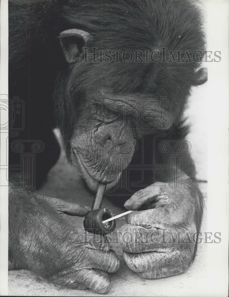 Press Photo Billy the kid, 8 yr. old Chimpanzee - Historic Images