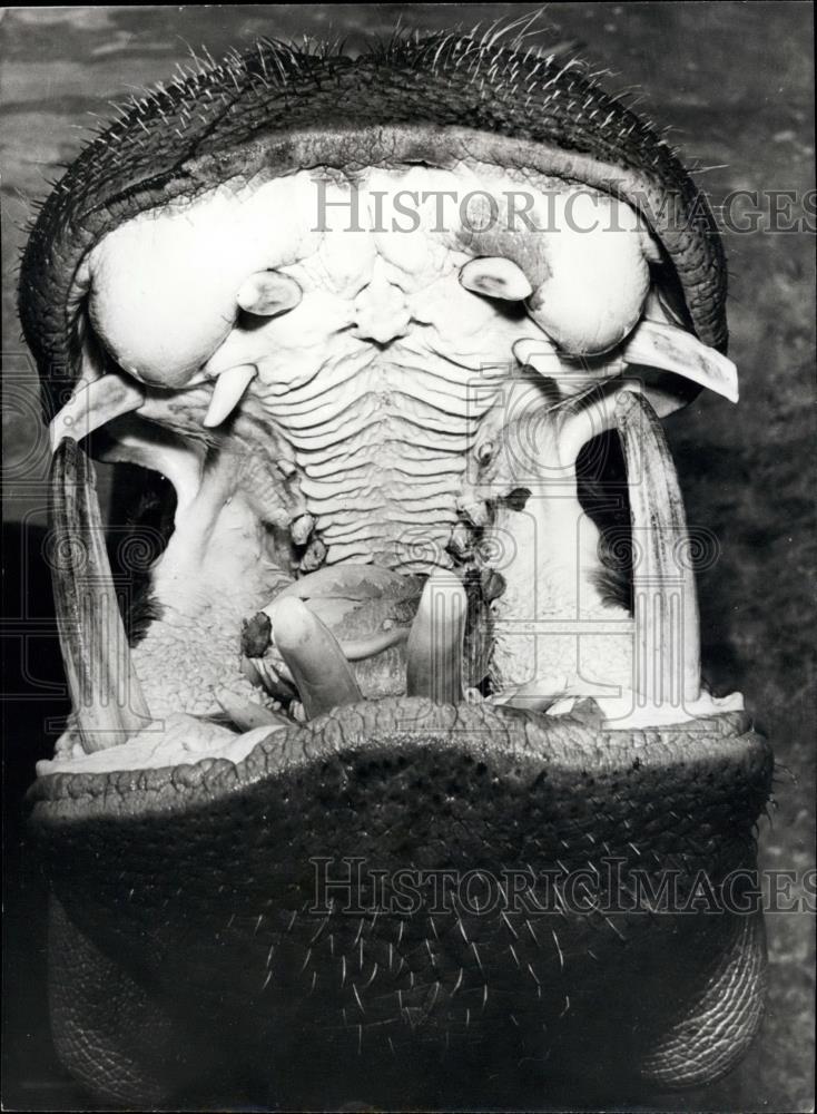 Press Photo Harry Hippo Star Attraction At Los Angeles Zoo In California - Historic Images