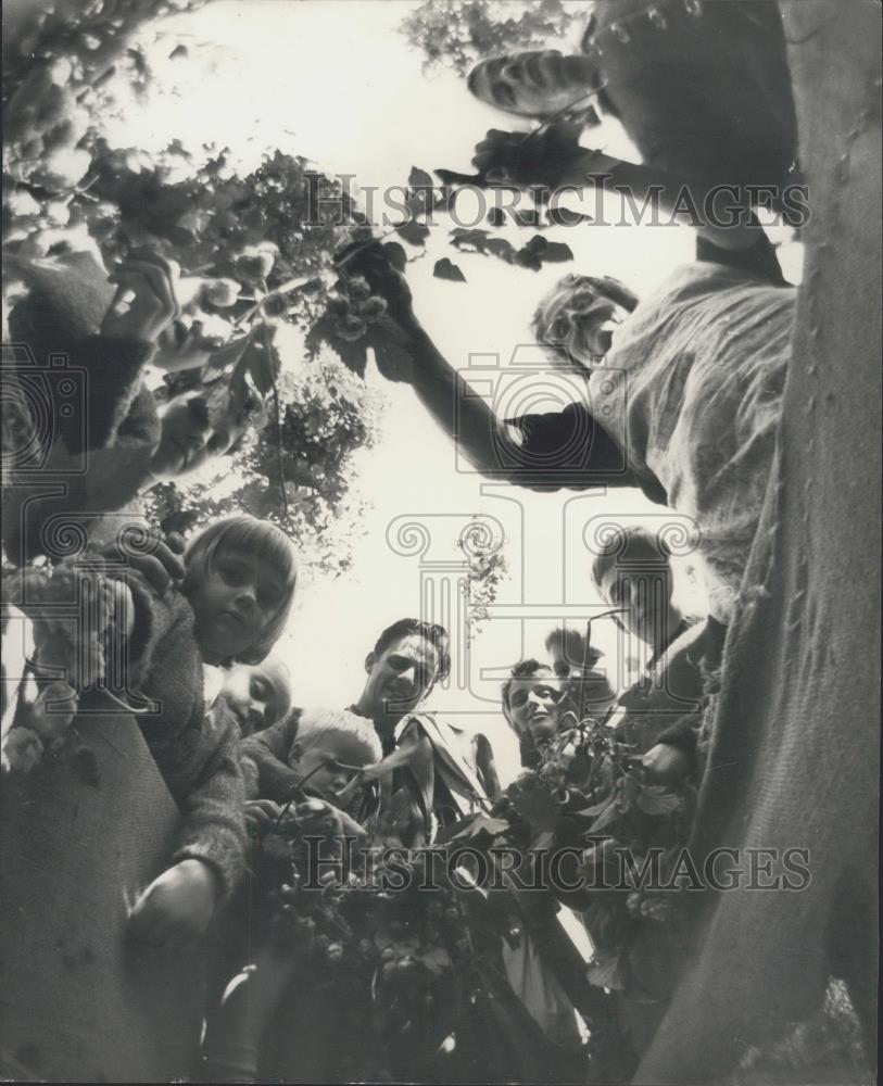 1968 Press Photo Hop-Picking In Kent - Historic Images