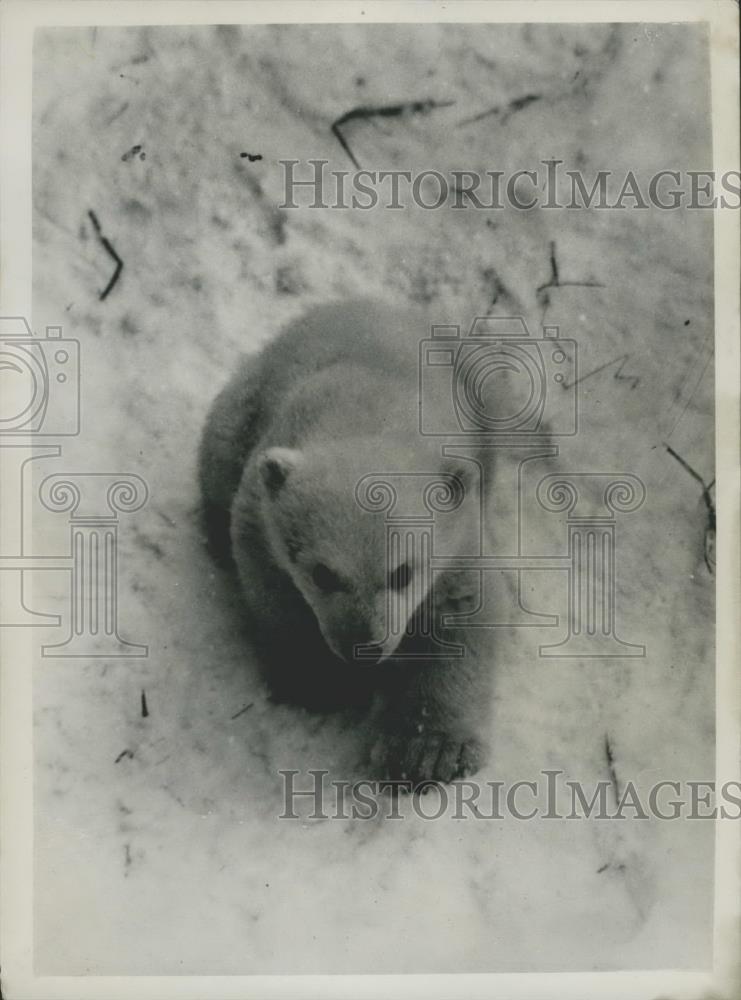 Press Photo Stockholm Zoo Polar Bear gives birth to a yet un-named cub - Historic Images