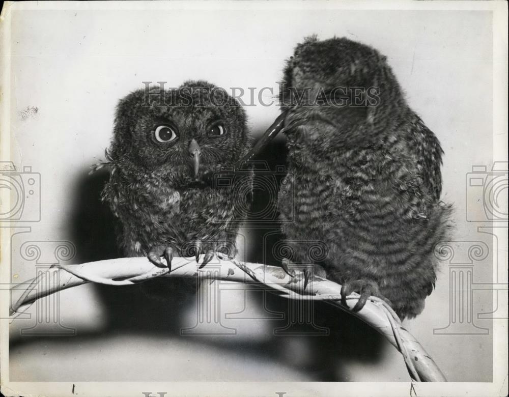 Press Photo Mrs Kathleen Carney owns baby owls - Historic Images