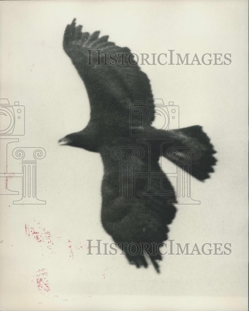 1965 Press Photo Golden Eagle, London Zoo - Historic Images