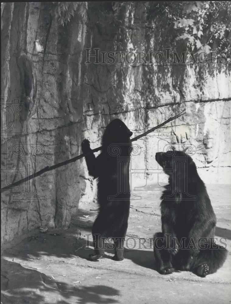 Press Photo Bears in Basel zoo - Historic Images