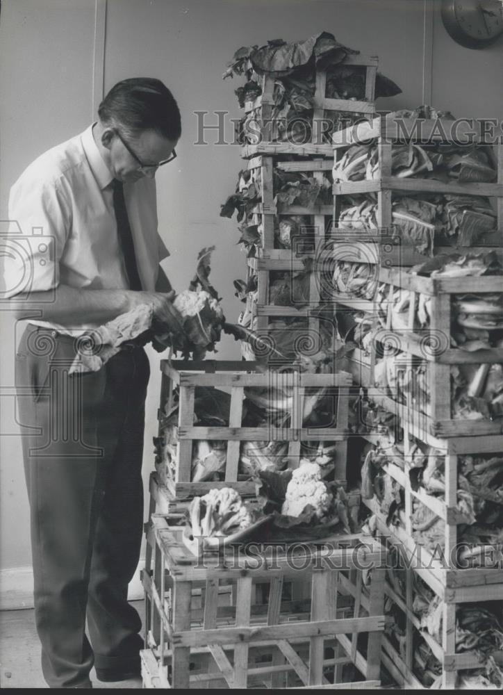 Press Photo Cauliflowers being graded for market - Historic Images