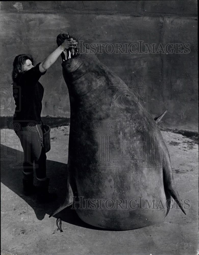 Press Photo Elephant Zoo, Cleethornes Zoo - Historic Images