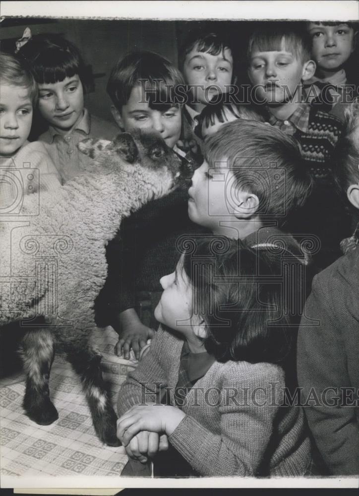 Press Photo Curly the lamb and schoolchildren - Historic Images