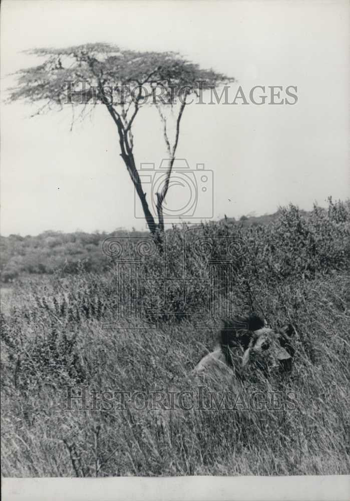 Press Photo Female Lion Hiding in Grass Savannah - Historic Images