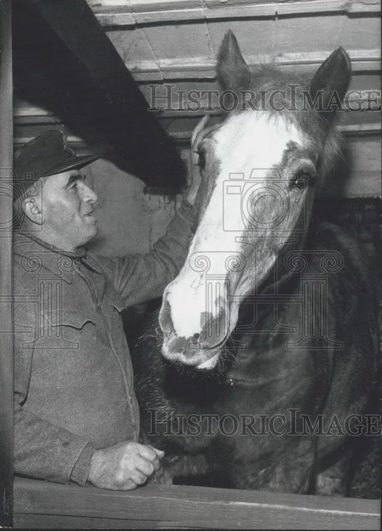 1962 Press Photo The sold horse saved of the Slaughterer-knife - Historic Images