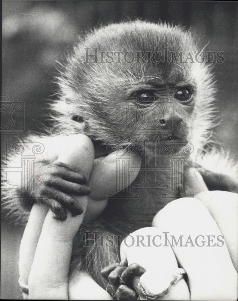 1978 Press Photo Baby Capuchins at London Zoo - Historic Images