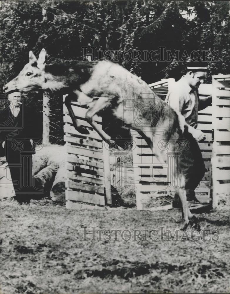 1971 Press Photo Captured Stags released to populate Obwalden forests - Historic Images