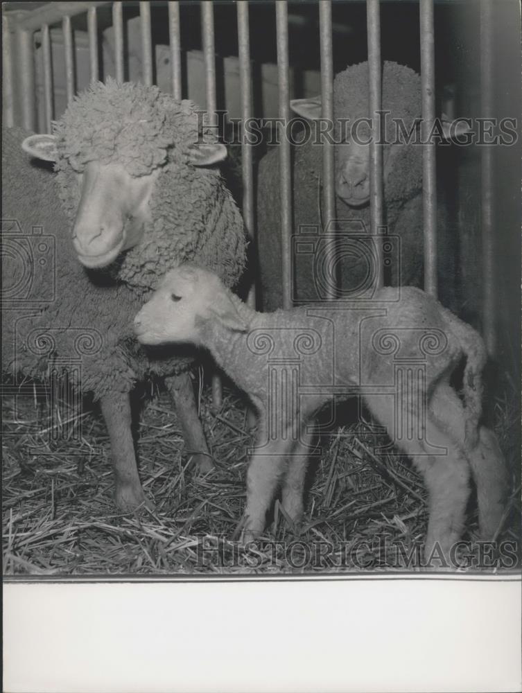 Press Photo Sheep, Lamb, Annual Agricultural Show, Paris, Porte de Versailles - Historic Images
