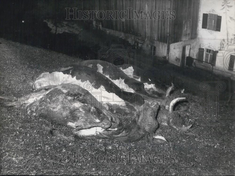 1954 Press Photo Martyr of the high-water Catastrophy. - Historic Images