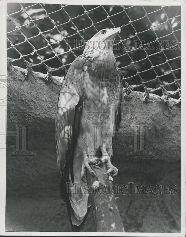 Press Photo The Malasian Fish Eagle at Florida&#39;s Sunken Gardens&#39; - Historic Images