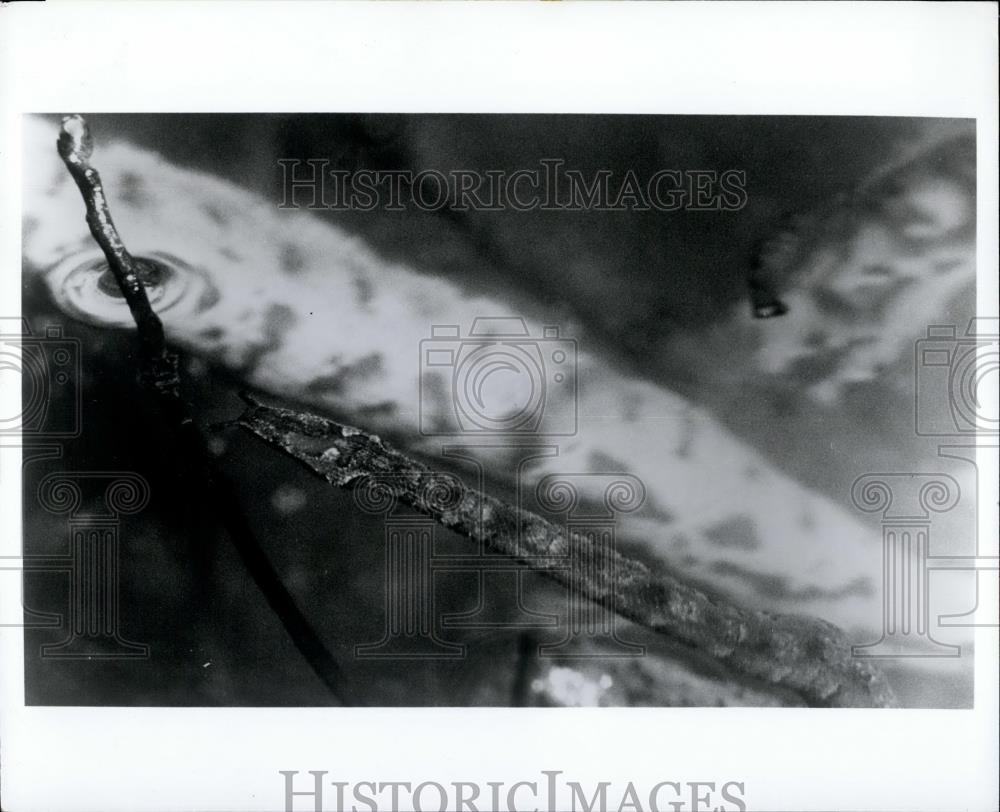 Press Photo Tentacled Snake Swimming Newly Born Bronx Zoo - Historic Images