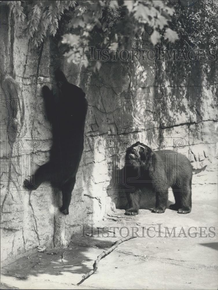 Press Photo Bears in a zoo - Historic Images