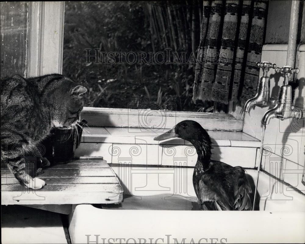 Press Photo Mr Drake &amp; A Cat - Historic Images