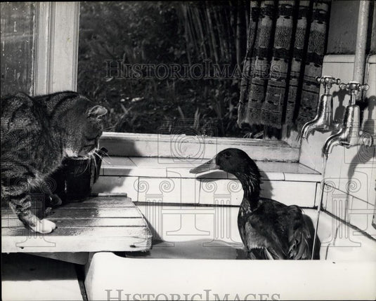 Press Photo Mr Drake & A Cat - Historic Images
