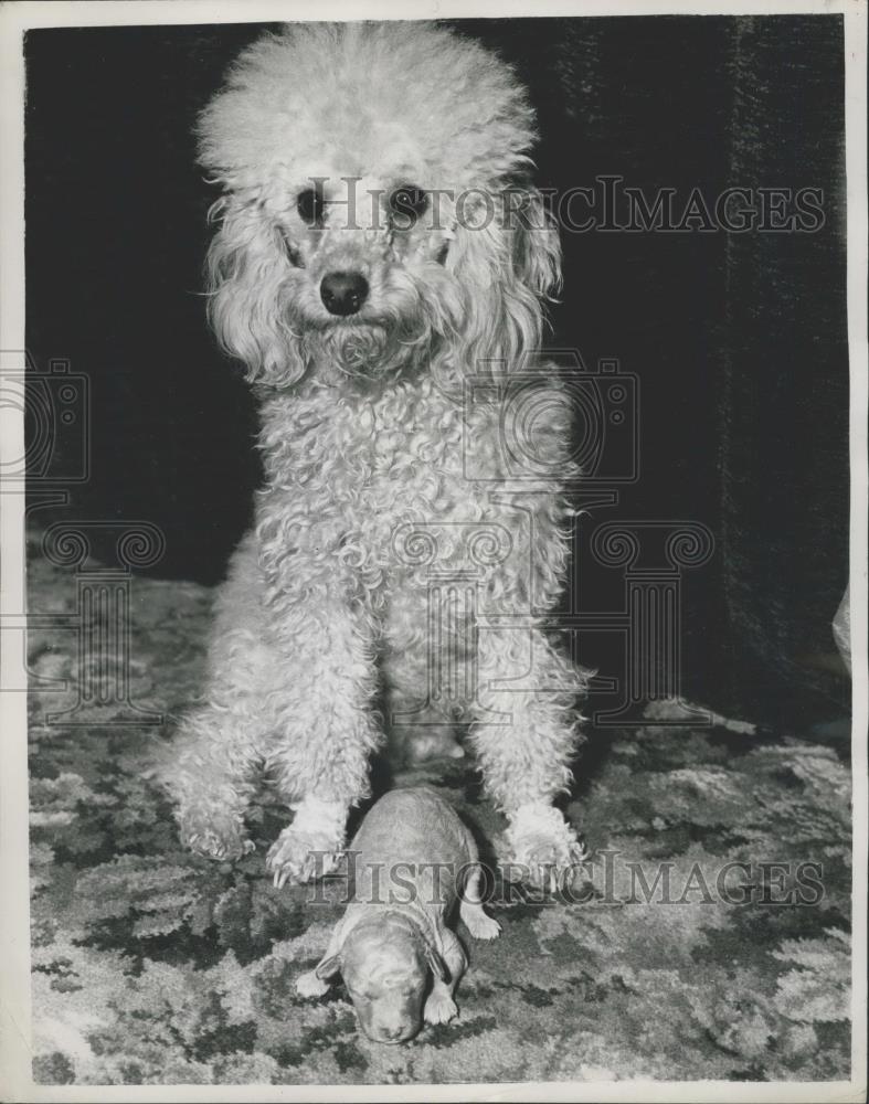 1956 Press Photo Poodle Puppy Christmas Present For Soviet Dancer - Historic Images