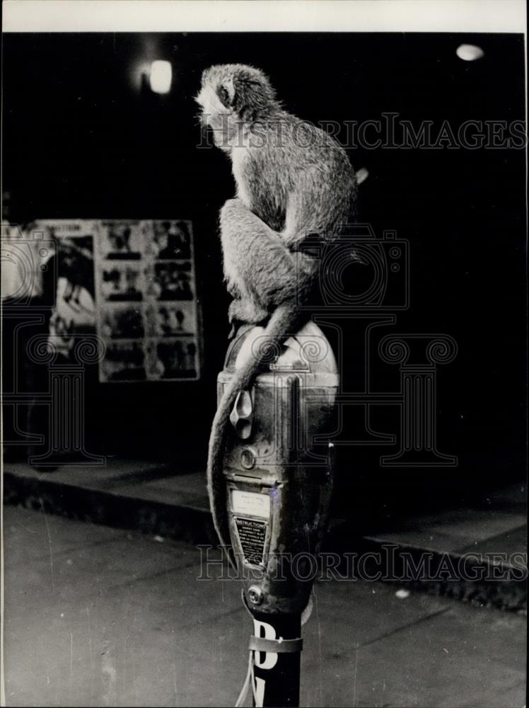 1966 Press Photo Monkey Parking In Nairobi - Historic Images