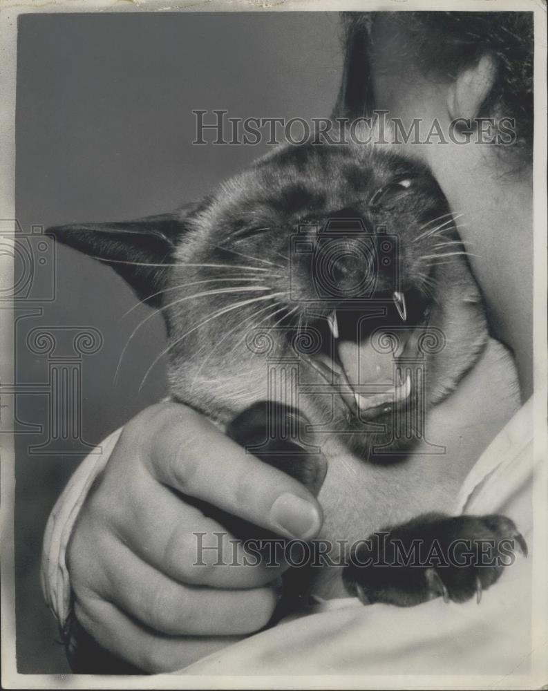 1961 Press Photo Mrs. Sharman and her Sealpoint Siamese Cat - Historic Images