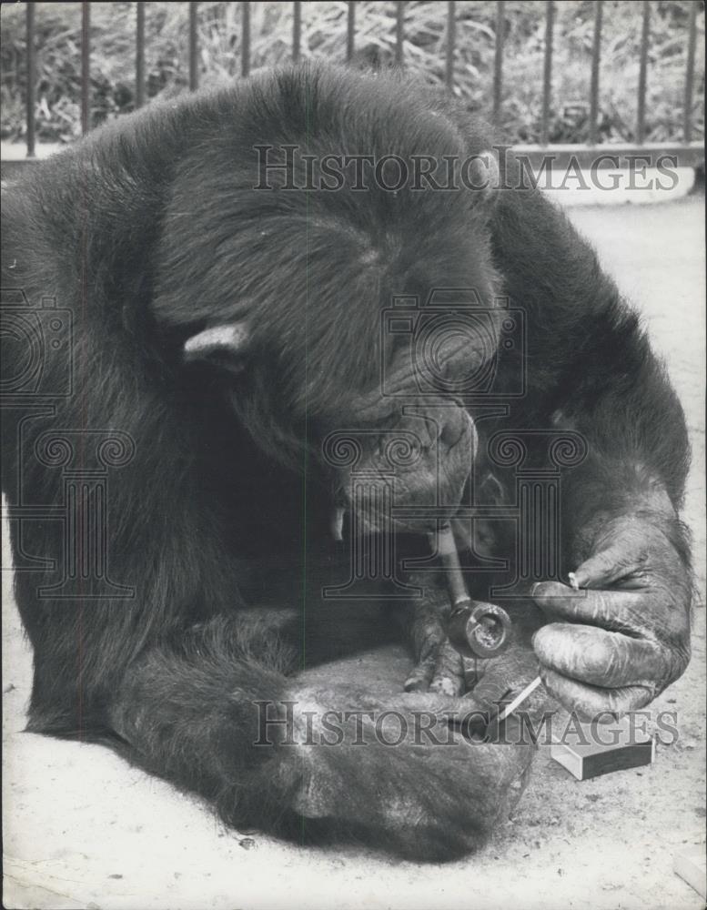 Press Photo Billy the kid, 8 yr. old Chimpanzee - Historic Images