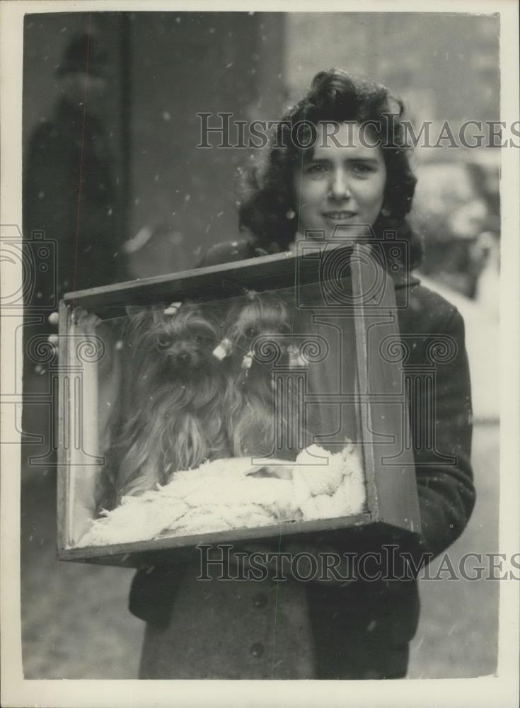 1956 Press Photo Anthea Burfield, of Northolt, arrives with Yorkshire Terriers - Historic Images