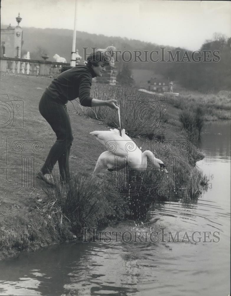 Press Photo Mrs. Rubenis guides her blind swan into the water - Historic Images